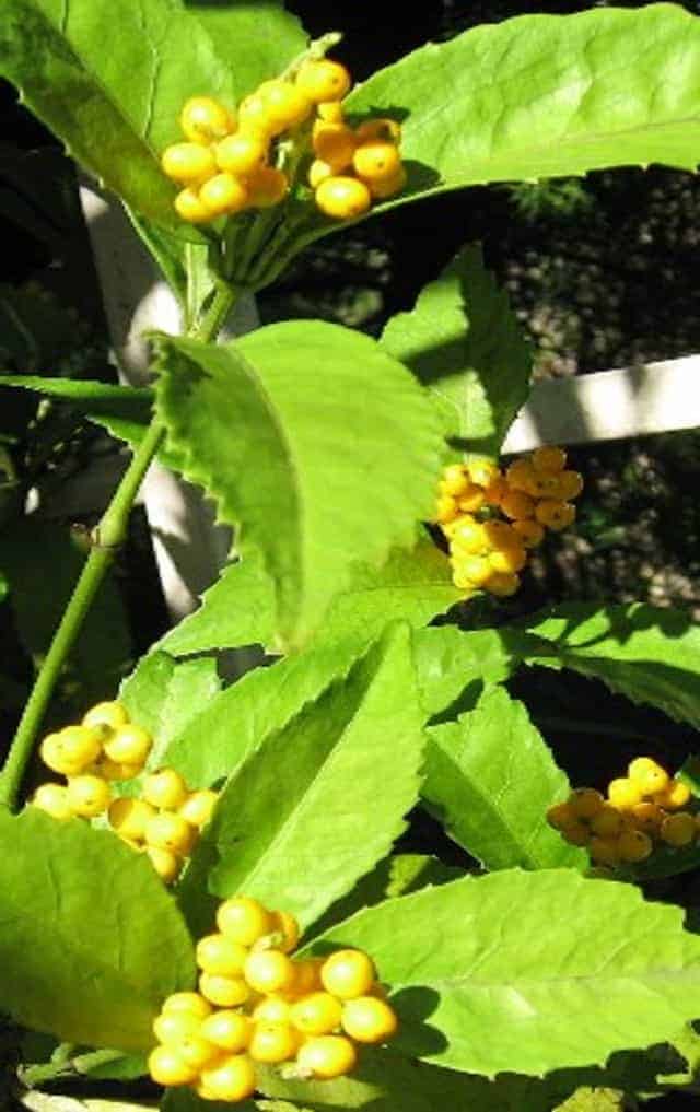 センリョウとマンリョウ